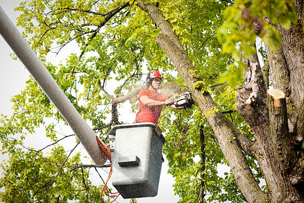 Why Choose Our Tree Removal Services in Princeton, IN?